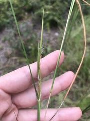 Andropogon virginicus virginicus