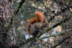 Sciurus vulgaris
