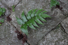 Cyrtomium fortunei