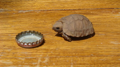 Testudines