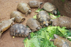Testudines