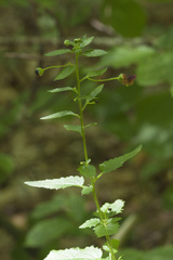 Scrophularia scopolii