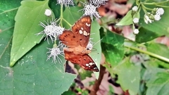 Coladenia indrani