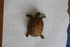 Testudines
