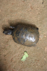 Testudines