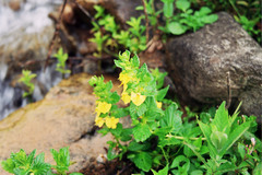 Rhynchocorys elephas