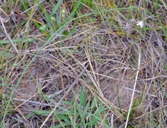 Trachyandra asperata