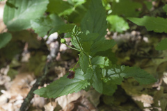 Scrophularia scopolii