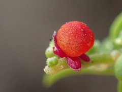 Chenopodium nutans nutans