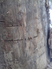 Trypodendron lineatum