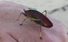 Metholce nigritarsis