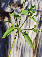 Chenopodium nutans nutans