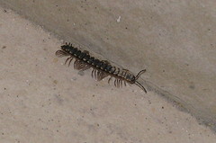 Chondromorpha xanthotricha