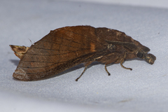 Suana concolor