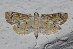 Agrotera barcealis