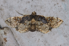 Omphisa anastomosalis