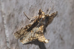 Omphisa anastomosalis