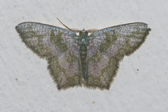 Maxates thetydaria