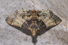 Pyralis pictalis