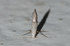 Argyresthiidae