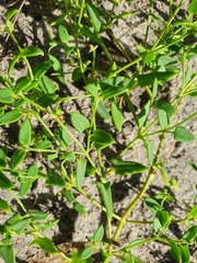 Chenopodium nutans nutans