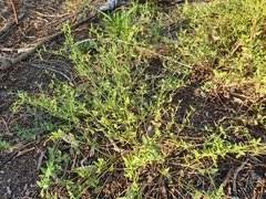 Chenopodium nutans nutans