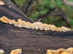 Stereum hirsutum