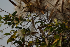 Gymnanthera oblonga