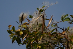 Gymnanthera oblonga