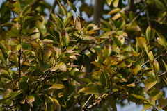 Gymnanthera oblonga