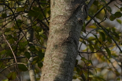 Gymnanthera oblonga