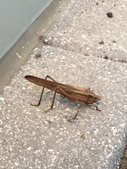 Neoconocephalus triops