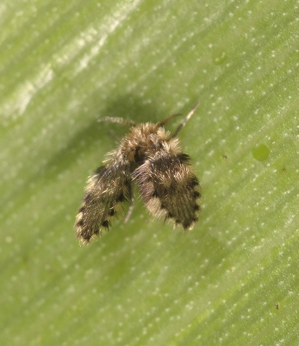 Brunettia alternata observed 2020-12-26