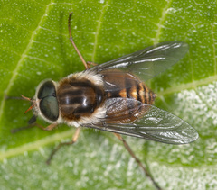 Scaptia jacksonii