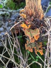 Stereum hirsutum