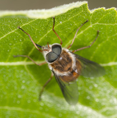 Scaptia jacksonii