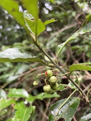 Euonymus spraguei