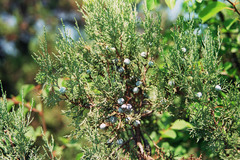 Juniperus excelsa