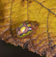 Paropsisterna nobilitata