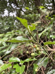 Euonymus spraguei