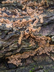 Fungi