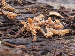 Fungi