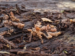 Fungi