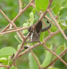 Trematocoris lobipes
