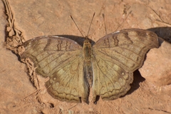 Junonia iphita