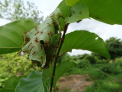 Oecophylla longinoda