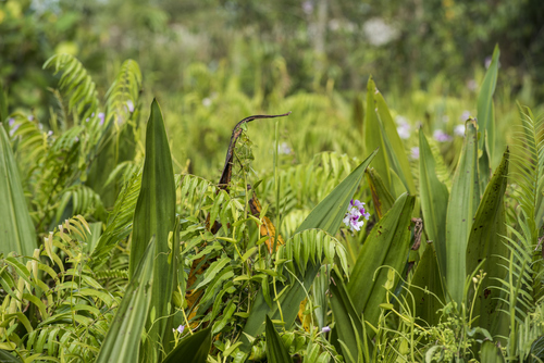 Papilionanthe hookeriana, photograph 2