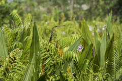 Papilionanthe hookeriana