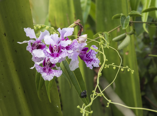 Papilionanthe hookeriana, photograph 3