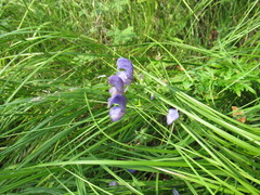 Aconitum baicalense